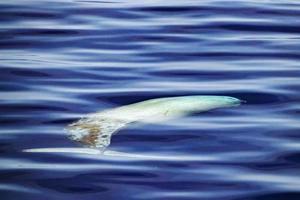 baleia bicuda cuvier debaixo d'água perto da superfície do mar foto