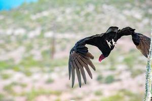 zopilote abutre urubu pássaro em baja califórnia foto