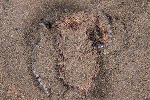 retrato subaquático de polvo de coco escondido na areia foto