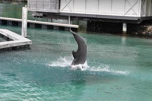 golfinho comum saltando do lado de fora do bangalô da polinésia foto