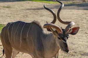 antílope africano kudu maior foto