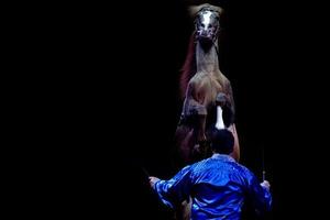 cavalo mustang de circo desenfreado foto