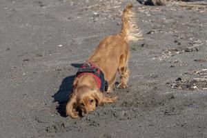 filhote de cachorro brincando na praia spaniel cocker foto