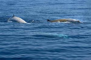 branco raro baleia de bico de ganso golfinho ziphius cavirostris foto