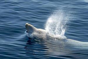 branco raro baleia de bico de ganso golfinho ziphius cavirostris foto