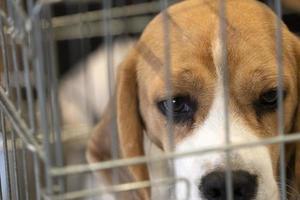 experimento cão beagle em uma gaiola foto
