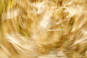 campo de espigas de trigo verde movido pelo vento foto