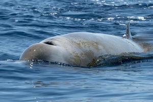 raro golfinho bico de ganso baleia zífio cavirostris foto