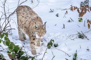 lince no retrato de neve vindo até você foto