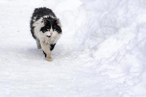 retrato de gato no fundo da neve foto