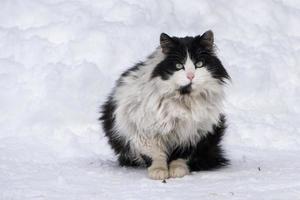 retrato de gato no fundo da neve foto