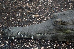 retrato de detalhe de close-up de crocodilo foto