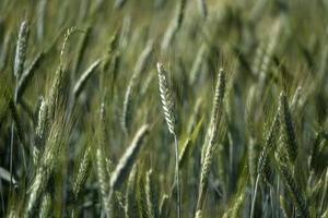 detalhe do campo de trigo verde crescente foto