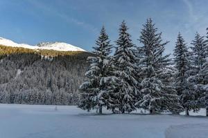 ramos de pinheiro cobertos de neve na montanha foto