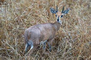 dik dik antílope africano gazela foto