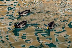 pato selvagem em casas de camogli reflexão no mar de água do porto foto