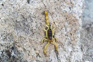 escorpião amarelo em baja california sur mexico foto