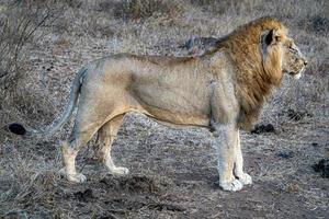 leão macho no parque kruger áfrica do sul rady para caçar foto