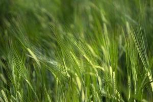 detalhe do campo de trigo verde crescente foto