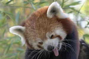 lindo retrato de panda vermelho foto