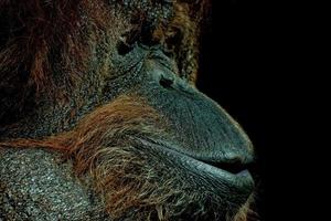 retrato de rosto de orangotango foto