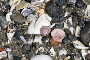 muitas conchas diferentes na praia foto