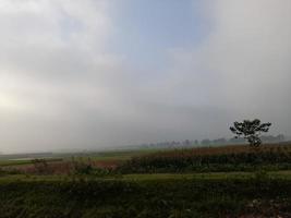 paisagem com belos campos de milho. linda natureza rural. espaço ilimitado. foto