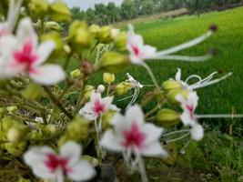 linda flor silvestre rosa em um arbusto verde foto