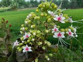 linda flor silvestre rosa em um arbusto verde foto