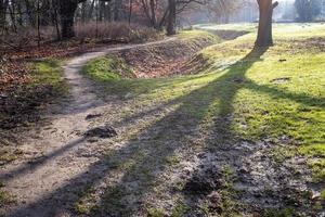 manhã na floresta nublada foto