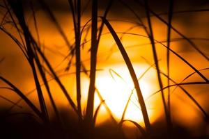 silhueta de grama no céu dourado ao entardecer foto