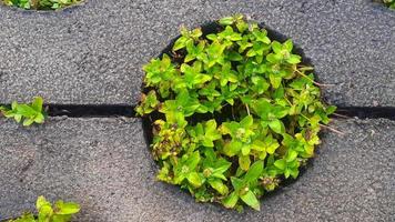 grama verde crescendo entre blocos de pavimentação de jardim foto