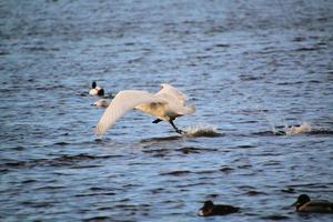 uma visão de um cisne bravo na reserva natural de martin mere foto