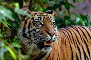 retrato de tigre de sumatra de perto enquanto olha para você foto