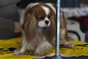 chevalier king cachorro de perto sendo penteado foto