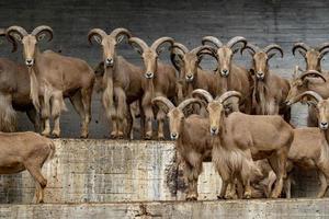 grupo de ovelhas bárbaras olhando para você foto