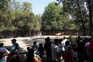 cidade do méxico, 3 de fevereiro de 2019 - parque da cidade chapultepec lotado de pessoas no domingo foto