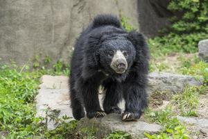 retrato de urso preguiça olhando para você foto