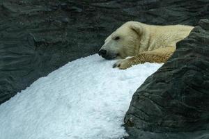 retrato de perto de urso polar foto