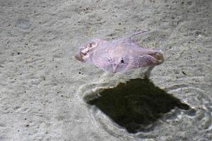 peixe arraia na superfície do mar foto