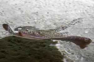 peixe arraia na superfície do mar foto