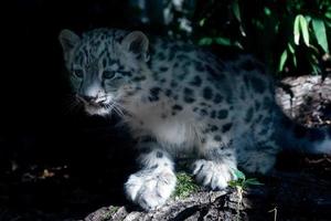 filhote de cachorro recém-nascido leopardo da neve fechar retrato foto