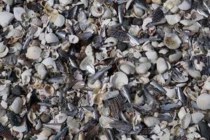 muitas conchas diferentes na praia foto