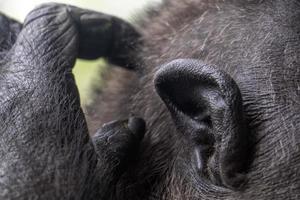 orelha do retrato do macaco do macaco gorila preto foto
