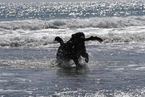 cachorro brincando na praia foto