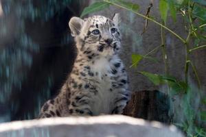 filhote de cachorro recém-nascido leopardo da neve foto