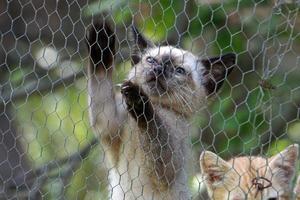 gato gatinho recém-nascido subindo na rede metálica foto