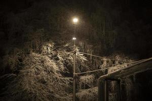 neve à noite nas árvores. foto