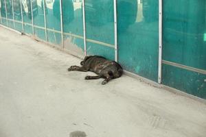 cão vadio preto. cachorro dorme no asfalto. animal na cidade. foto