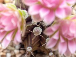 pequeno broto de flor de cacto gymnocalycium foto